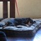 Descansando